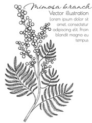 Vector illustration of a branch of blooming mimosa in the style of engraving - obrazy, fototapety, plakaty