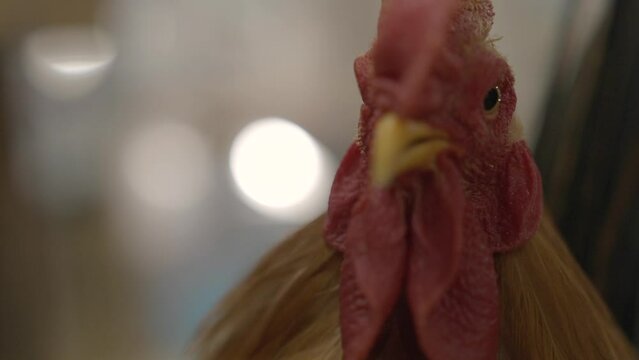 This closeup video shows a rooster shaking it's head in slow motion.