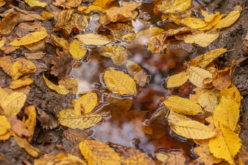autumn leaves in the water