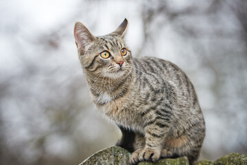 Portrait of a young mongrel tabby cat sitting on a fence and carefully looking to the side. Spring outdoors from low angle view.