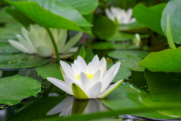 Beautiful white water lily (Nymphaea) or lotus flower among green leaves in the water. - obrazy, fototapety, plakaty