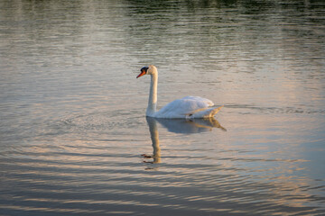 swan on the water