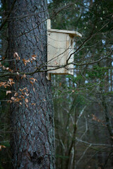 Budka lęgowa na drzewie w lesie. Gniazdo, jaja, pisklęta. © Tomasz