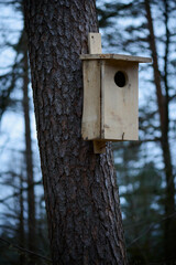 Budka lęgowa na drzewie w lesie. Gniazdo, jaja, pisklęta. © Tomasz