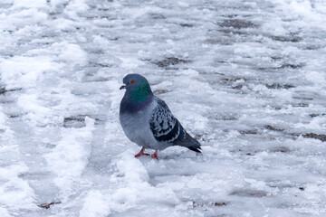 pigeon on snow