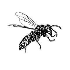 Black and white sketch of a wasp with transparent background