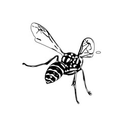 Black and white sketch of a wasp with transparent background