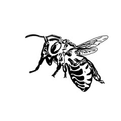 Black and white sketch of a wasp with transparent background