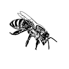 Black and white sketch of a wasp with transparent background