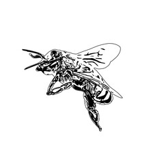 Black and white sketch of a wasp with transparent background