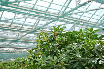 Green young plants in hothouse. Ensuring survival of rare plant species