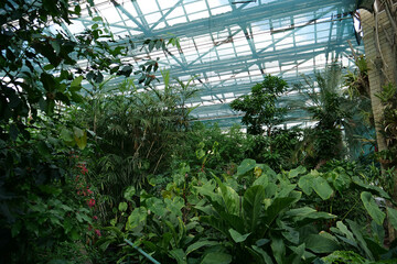 Fototapeta na wymiar Beautiful green plants grows in hothouse, protection of rare plant species