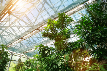 Fototapeta na wymiar Photosynthesis in plants. Green plants in hothouse. Sun shines on plant
