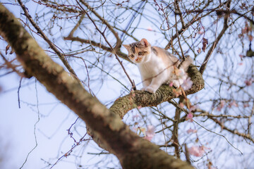 Dreifarbige Katze klettert im Baum, Frühling