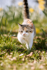 Katze im Garten zwischen Narzissen im Frühling, Frühblüher, schönes Wetter