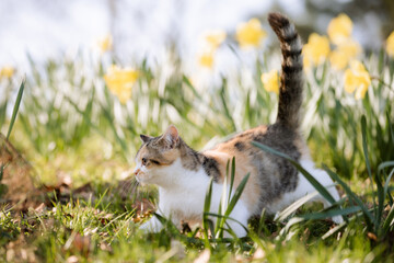 Katze im Garten zwischen Narzissen im Frühling, Frühblüher, schönes Wetter