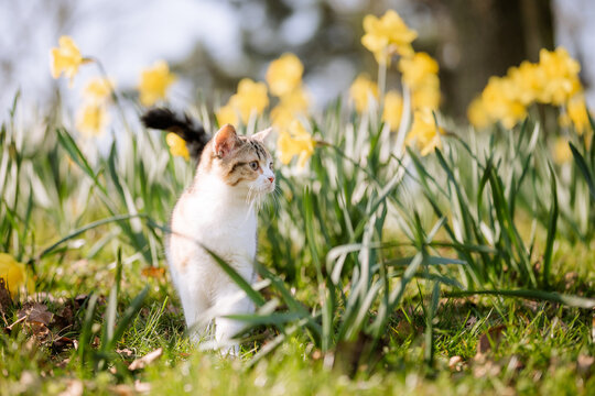 Katze im Garten zwischen Narzissen im Fr&uuml;hling, Fr&uuml;hbl&uuml;her, sch&ouml;nes Wetter