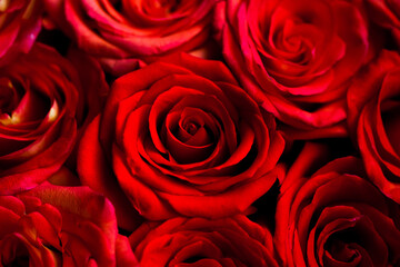 fresh dark red roses close up texture background for St. Valentine's Day