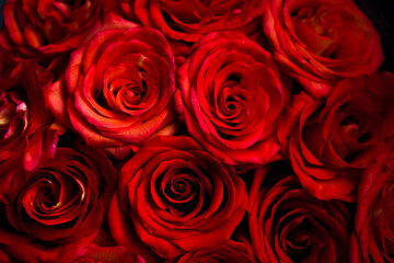 fresh dark red roses close up texture background for St. Valentine's Day