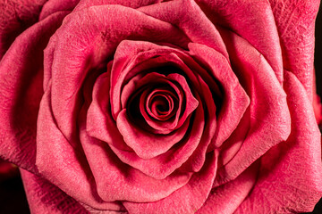 red rose close up