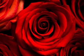 Deurstickers fresh dark red roses close up texture background for St. Valentine's Day © kapichka