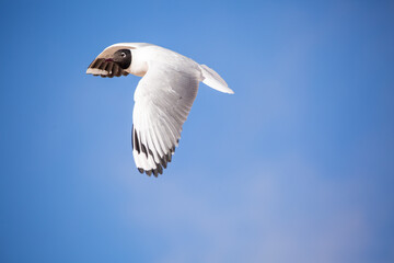 Lone gull in flight
