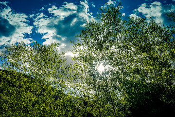 Cañas sobre cielo azul con nubes