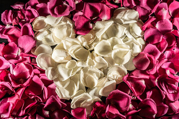 rose petals background