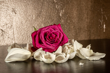 red rose on wooden background