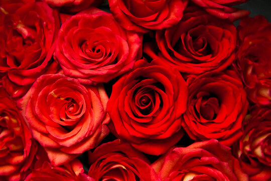 fresh dark red roses close up texture background for St. Valentine's Day