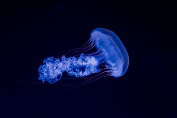 Detail of long jellyfish, blue underwater macro detail, ultraviolet light