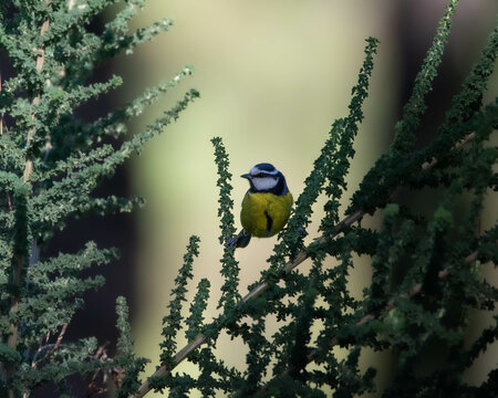 herrerillo canario Gran Canaria