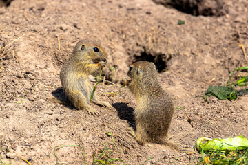 Ground squirrels couple eats together.