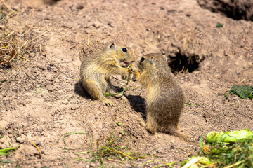 Ground squirrels couple eats together.