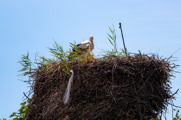 Storks in their nest, where is a plastic bag.