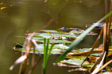 Frog on the lake with water lilies.