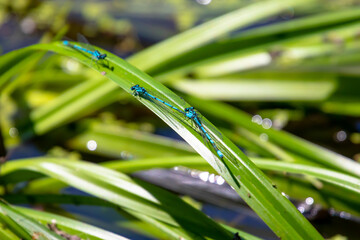 Dragonflies insect on the green leaf.