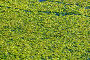 Duckweed on the lake close to city.
