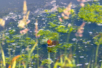 Black coot cub on the lake close to city.