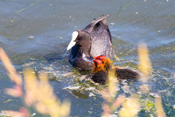 Black coot with cubs on the lake close to city.