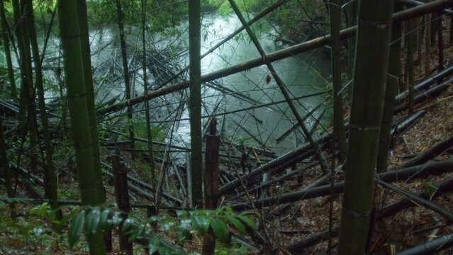 梅雨　竹林のため池に雨が降る　枯れた竹が浮いている