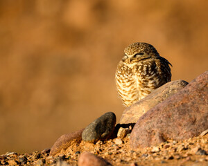 Photograph of Burrowing Owls