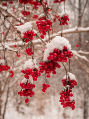 Rote Früchte des gemeinen Schneeballs (Viburnum opulus) an kleinen Ästen in der winterlichen...