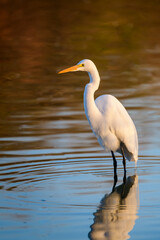 Photograph of a Great White Egret