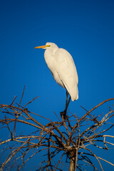 Photograph of a Great White Egret