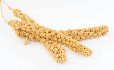 Millet on white background