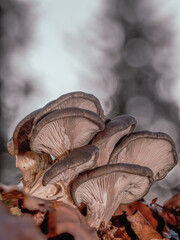 Nahaufnahme einer Gruppe Austernseitlinge (Pleurotus ostreatus)  die zwischen Laub auf einen alten Stück Holz wächst.