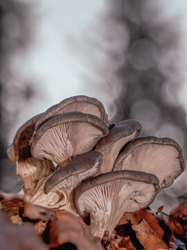 Nahaufnahme einer Gruppe Austernseitlinge (Pleurotus ostreatus)  die zwischen Laub auf einen alten St&uuml;ck Holz w&auml;chst.