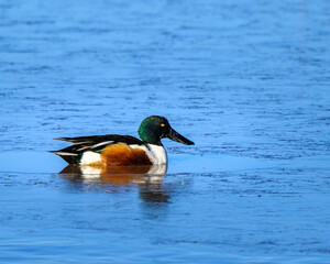 Photograph of Northern Shoveler Ducks