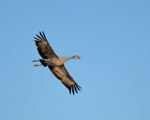 Photograph of Sandhill Cranes
